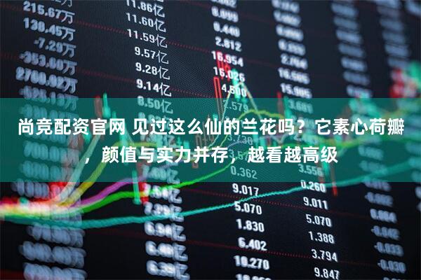 尚竞配资官网 见过这么仙的兰花吗？它素心荷瓣，颜值与实力并存，越看越高级